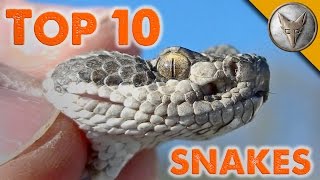 Top 10 Snake Encounters [upl. by Nortyad]