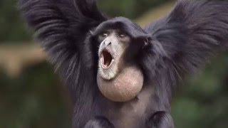 Siamang Symphalangus syndactylus vocal performance and howling and at the Jacksonville Florida Zoo [upl. by Ennairda]