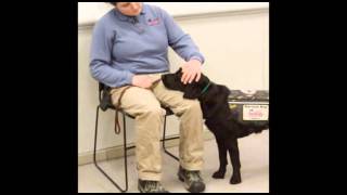 PTSD Service Dog Tasks [upl. by Nomad]