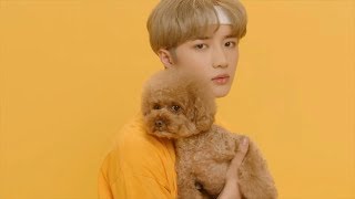 if txt cat amp dog was dubbed [upl. by Nnairek932]