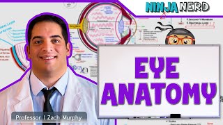 Extraocular Muscles  Eye Anatomy [upl. by Zasuwa350]