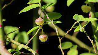 red huckleberry  Vaccinium parvifolium Identification and characteristics [upl. by Hotchkiss139]