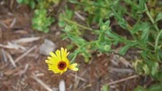 PI007 Using Keys to Identify Plants [upl. by Malilliw]