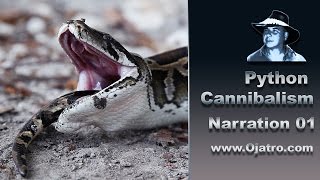 Python Cannibalism 01  Narration [upl. by Rollecnahc270]