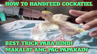 HOW TO HAND FEED COCKATIEL [upl. by Winsor]