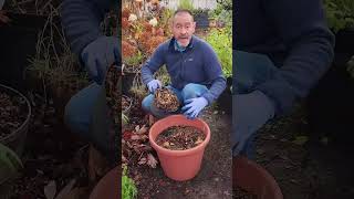 Mulching Perennials Herbaceous vs Hardwood [upl. by Corneille707]