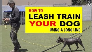 How To Leash Train Your Dog Using a Long Line  Robert Cabral Dog Training Video [upl. by Violeta]