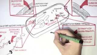 Microbiology  Antibiotics Mechanisms of Action [upl. by Nuhsed354]