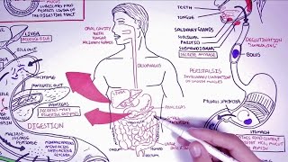 Hungry Microbiome The Digestive System [upl. by Greenfield316]