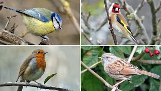 UK Garden Bird Identification Guide  Bird Names and Songs [upl. by Lebasile95]