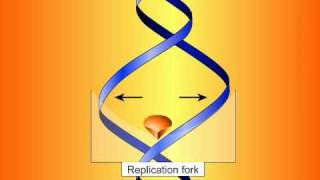 Fluoroquinolones Mechanisms of Action and Resistance [upl. by Atilemrac]