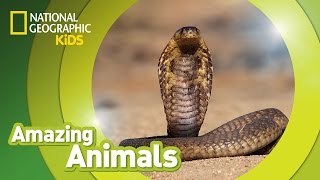 Cobra 🐍  Amazing Animals [upl. by Elfie]