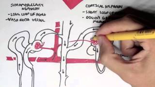 Nephrology  Kidney and Nephron Overview [upl. by Maxi]