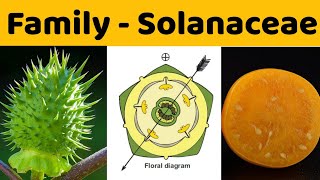 Family Solanaceae  Solanaceae Family  BSc  MSc Botany [upl. by Frieda176]