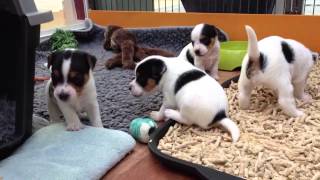 Jack Russell Terrier Welpen  Redcaps [upl. by Annnora]