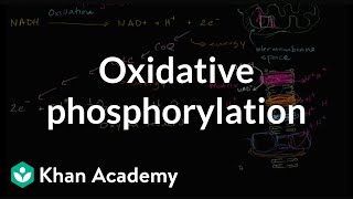 Oxidative phosphorylation and the electron transport chain  Khan Academy [upl. by Akirdnahs381]