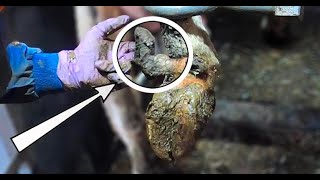 HUGE GROWTH on COWS HOOF  TRIMMING DEW CLAWS  The Hoof GP [upl. by Enalahs]