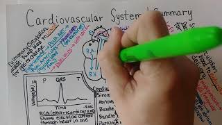 Cardiac Cycle  Cardiovascular Physiology [upl. by Akinad]