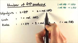 A2 Biology  Glucose to ATP Calculation [upl. by Harim]