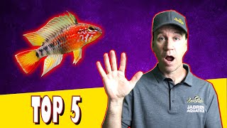 Top 5 Cichlids for Small Aquariums [upl. by Vidovic46]