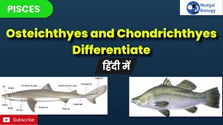 difference between chondrichthyes and osteichthyes chondrichthyes and osteichthyesBSc 3rd year [upl. by Papotto374]