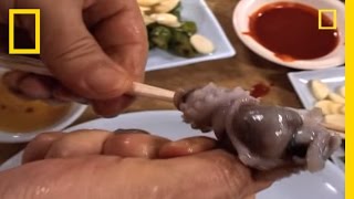 Would You Eat Live Octopus  National Geographic [upl. by Boulanger]