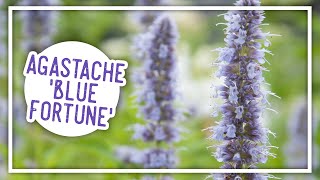 Plant of the Week Agastache Blue Fortune [upl. by Nairred425]