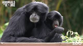 The sound of Siamangs [upl. by Am786]