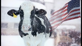 COW FROZEN TO DEATH the AMERICAN DAIRY INDUSTRY  The Hoof GP [upl. by Adolfo]