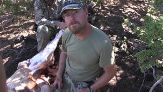 Elk Hunting Gutless Field Dressing Method 1 [upl. by Sakmar463]