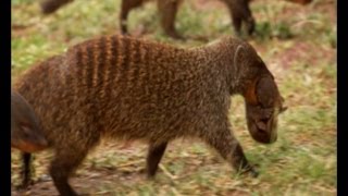 Deadly Mongoose Battle  BBC Earth [upl. by Pergrim475]