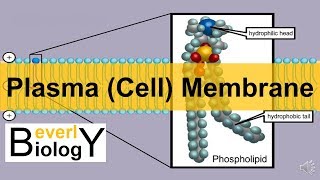 Plasma membrane  Cell Membrane updated [upl. by Samtsirhc]