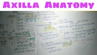 Axilla Anatomy  Part 2  TCML Anatomy Chart [upl. by Nnoj750]