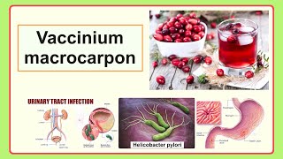 Vaccinium macrocarpon [upl. by Netsew]