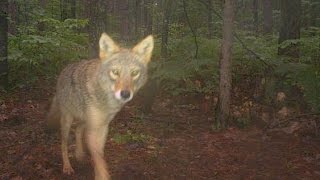 LargestEver CameraTrap Research of Michigan Wildlife [upl. by Atcele]