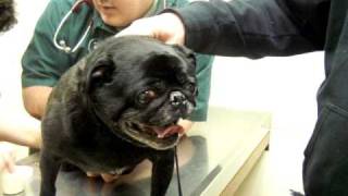 Over reacting pug to nail clipping [upl. by Malvia664]