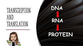 Transcription and Translation Explained [upl. by Matlick]