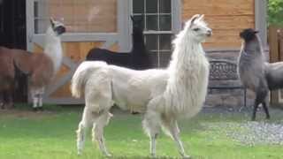 Llamas running at StoneBridge Farm [upl. by Ashlie]