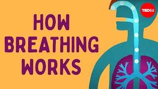 How breathing works  Nirvair Kaur [upl. by Hillyer]