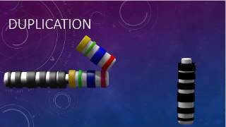 CHROMOSOMAL STRUCTURE DELETIONS DUPLICATIONS TRANSLOCATIONS INVERSIONS [upl. by Barbra]