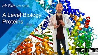 Proteins  A Level Biology [upl. by Nerrual]