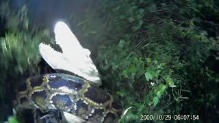 Floridaman Saves ALLIGATOR From PYTHON ATTACK REAL Everglades Contractor TRAPPER MIKE [upl. by Releehw]