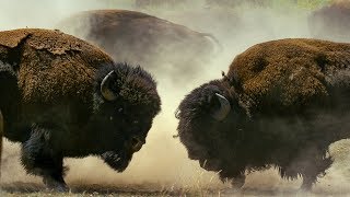 Bison Fight for Mating Rights  BBC Earth [upl. by Akapol825]