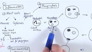 AS Biology  Immune response OVERVIEW OCR A Chapter 1256 [upl. by Draude307]