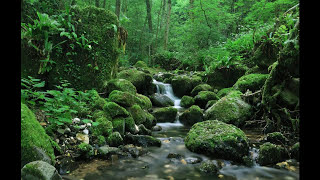 SONIDO DEL AGUA FLUYENDO EN EL RIO PARA DORMIR  WATER SOUND IN THE RIVER FLOWING TO SLEEP [upl. by Barbuto874]