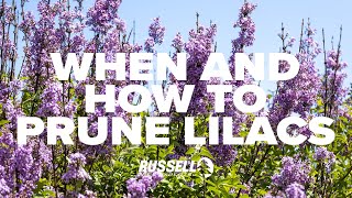 When and How to Prune Lilacs [upl. by Inohtna461]