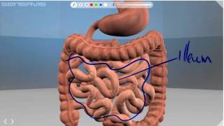 Alimentary canal [upl. by Reisinger]