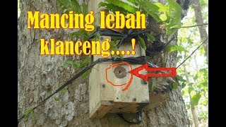 CARA MEMANCING Lebah Madu Klanceng kelulut tawon lanceng atau trigona [upl. by Marcelline]