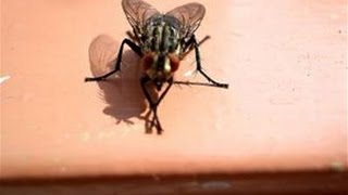 How To Get Rid Of A House Fly Infestation [upl. by Echo]