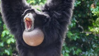 Siamang Gibbons 02  howling and performance [upl. by Ellersick235]